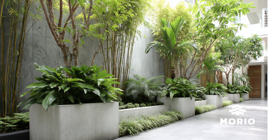Cây Xanh Phù Hợp cho sân vườn